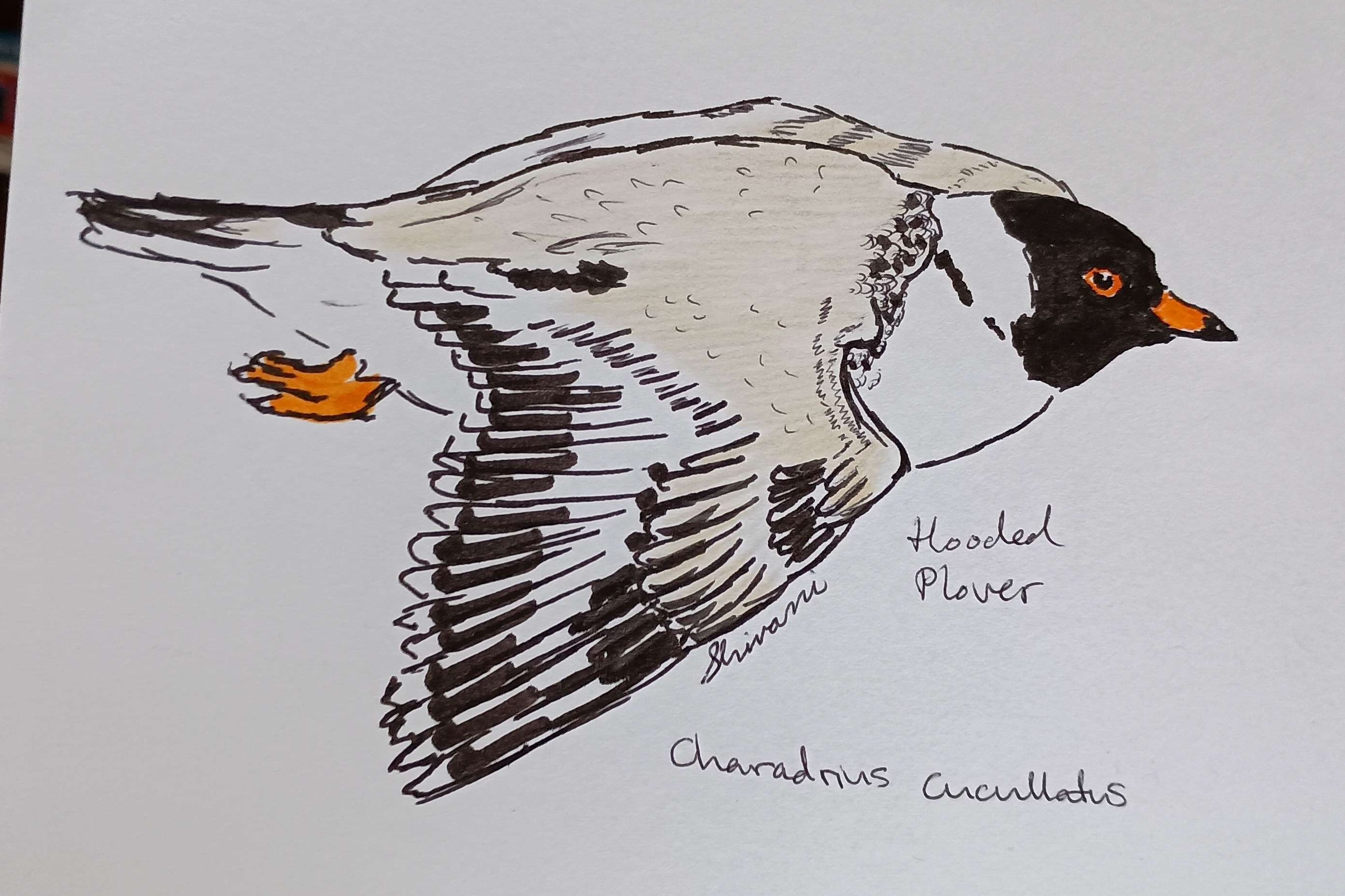 Hooded Plover-Pen, Watercolor Marker, Colored Pencil